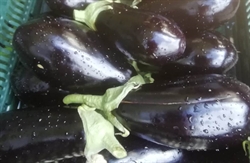 Picture of Aubergine