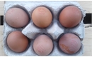Picture of Pullet Eggs