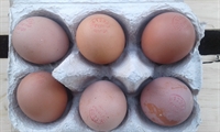 Picture of Pullet Eggs