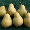 Picture of Kentish William Pears