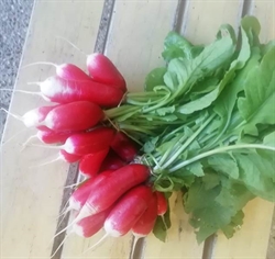 Picture of Breakfast White Tip Radishes (Bunch)