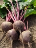 Picture of Purple Beetroot, bunched