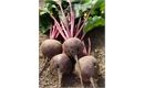 Picture of Purple Beetroot, bunched