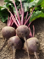 Picture of Purple Beetroot, bunched
