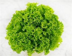 Picture of Lollo Bionda Lettuce
