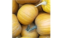 Picture of Big Halloween Pumpkin