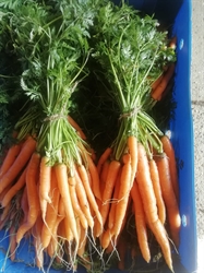 Picture of Carrots, bunched