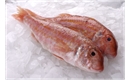 Picture of Red Mullet