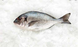 Picture of Gilt-head Sea Bream