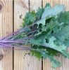 Picture of Red Russian Kale
