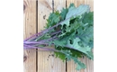 Picture of Red Russian Kale