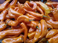 Picture of Orange Romano Peppers