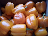 Picture of Orange Peppers