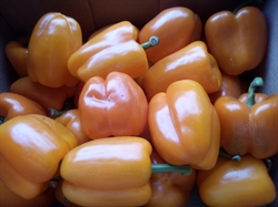 Picture of Orange Peppers