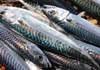 Picture of Fresh Mackerel x 2