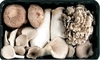 Picture of Mixed Woodland Mushrooms