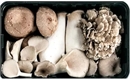 Picture of Mixed Woodland Mushrooms