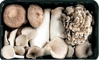 Picture of Mixed Woodland Mushrooms