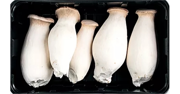 Fresh Eryngi Mushrooms. Farm Direct