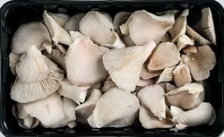 Picture of Fresh Oyster Mushrooms