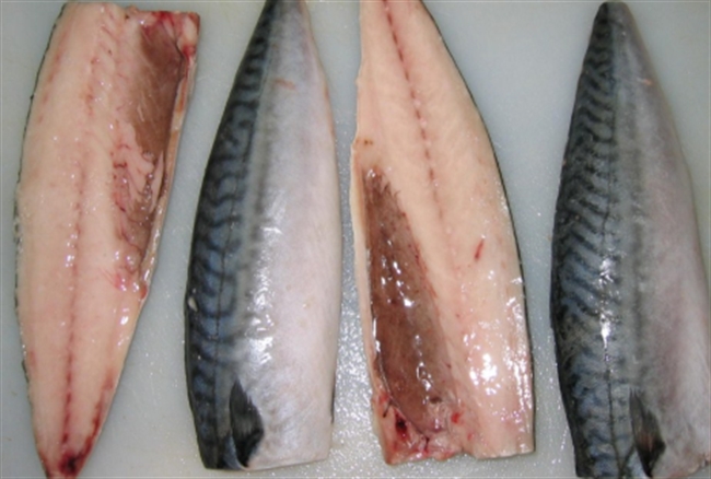 Farm Direct. Fresh Mackerel Fillets (apr 300g - £25 / kg)