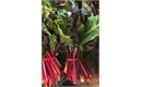 Picture of Swiss Chard
