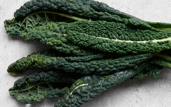Picture of Young Cavolo Nero Kale