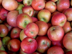 Picture of Ida Red Apples