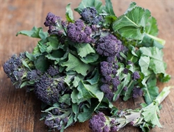 Picture of Purple Sprouting Broccoli