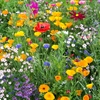 Picture of Annual Bee Mix Seeds