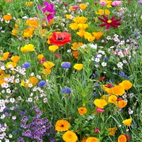 Picture of Annual Bee Mix Seeds