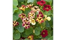 Picture of Nasturtium Bloody Mary Seeds