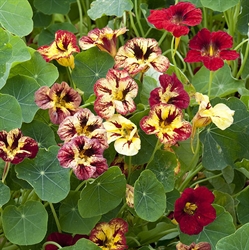 Picture of Nasturtium Bloody Mary Seeds