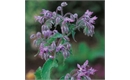 Picture of Borage Annual Seeds