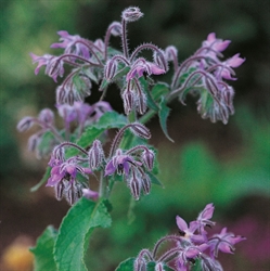 Picture of Borage Annual Seeds