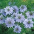 Nigella Miss Jekyll Seeds