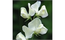 Picture of Sweet Pea Greenfingers Seeds