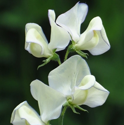 Picture of Sweet Pea Greenfingers Seeds