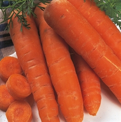 Picture of Autumn King Carrot Seeds