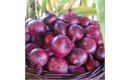 Picture of Brunswick Red Onion Seeds
