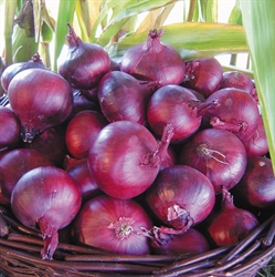 Picture of Brunswick Red Onion Seeds