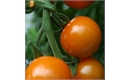 Picture of Sungold Tomato Seeds