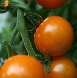 Picture of Sungold Tomato Seeds