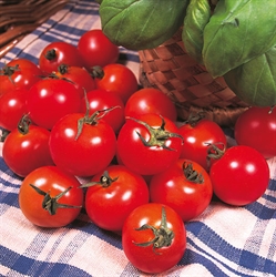 Picture of Gardeners' Delight Tomato Seeds