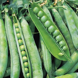 Picture of Hurst Green Pea Seeds