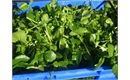 Picture of Chalke Valley Watercress (100g)