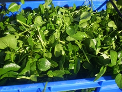 Picture of Chalke Valley Watercress (100g)