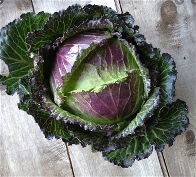 Farm Direct. Baby January King Cabbage