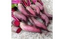Picture of Cylindria Beetroot