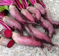 Picture of Cylindria Beetroot